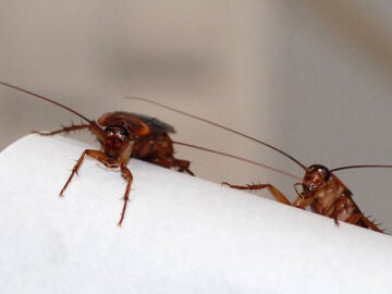 Los cient&iacute;ficos proponen un nuevo m&eacute;todo que consiste en reducir la reproducci&oacute;n de las cucarachas. / IBE (CSIC-UPF)