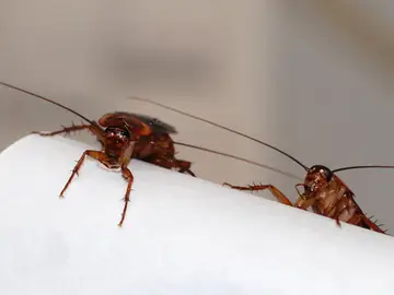 Los científicos proponen un nuevo método que consiste en reducir la reproducción de las cucarachas. / IBE (CSIC-UPF) Los científicos proponen un nuevo método que consiste en reducir la reproducción de las cucarachas. / IBE (CSIC-UPF)