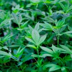 La instalación para el cultivo de marihuana estaba ubicada en un chalet de Ampuero / Foto: Reuters
