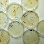 Análisis genómico de las muestras de la Expedición Malaspina en el Instituto Mediterráneo de Estudios Avanzados
