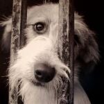 En caso de maltrato, sentimos más empatía por los perros que por los humanos adultos