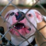 Los American Staffordshire son perros catalogados como de «raza peligrosa», por lo que deben ser conducidos por la única persona autorizada, llevar bozal e ir atados con una correa que no supere los dos metros de longitud