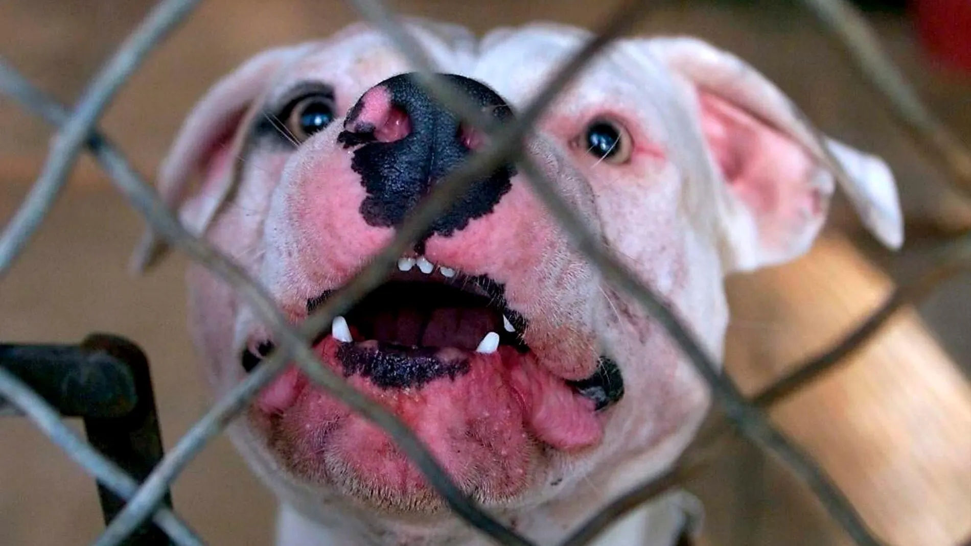 Los American Staffordshire son perros catalogados como de «raza peligrosa», por lo que deben ser conducidos por la única persona autorizada, llevar bozal e ir atados con una correa que no supere los dos metros de longitud
