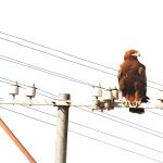 Fincas privadas, puntos negros para la electrocución de aves