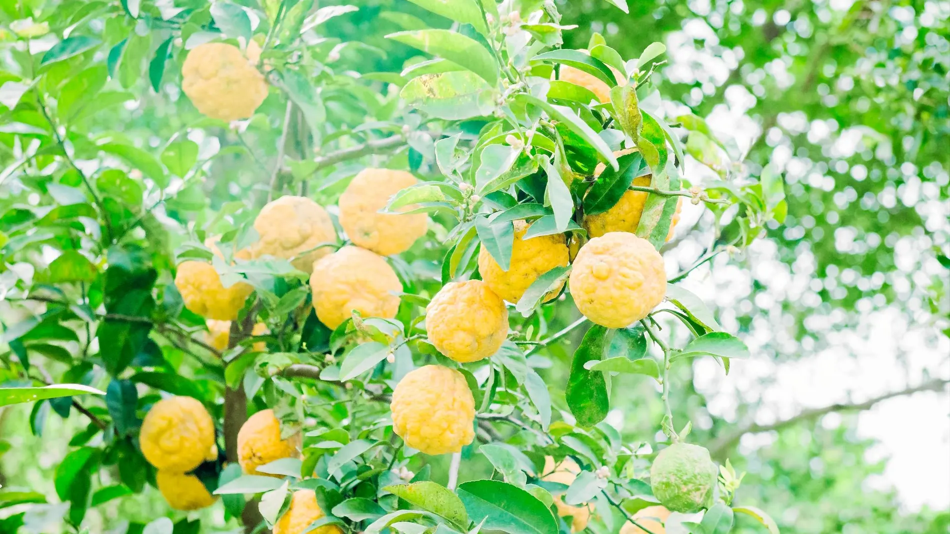 Las indemnizaciones por la última campaña de cítricos ascienden a 21 millones en la Región