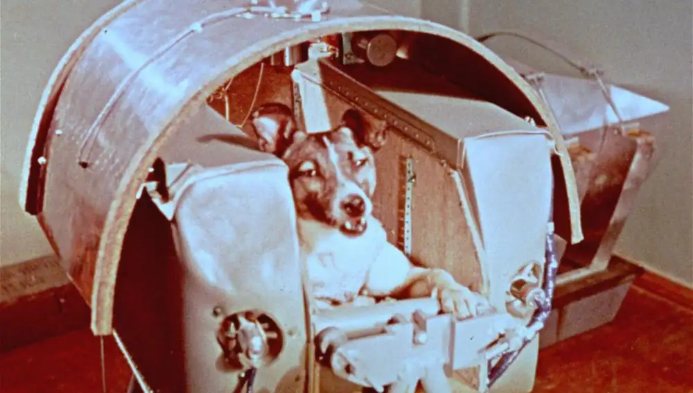 La perra Laika, momentos antes de ser enviada al espacio
