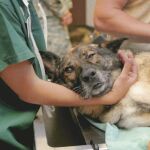 Las palabras del doctor, del que no ha trascendido su identidad, están firmadas como «un veterinario con el corazón roto», que se muestra «harto» de ver un día sí y otro también a los animales en la despedida solos en una fría sala