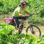 Las denominaciones de origen prevén una buena cosecha de vino en Castilla y León