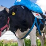 Una de las vacas que se han utilizado para el estudio