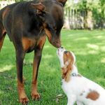 Pese a la creencia popular, la siringomielia afecta sobre todo a razas pequeñas como al Cavalier y no al Dóberman