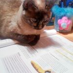 La gata curiosa