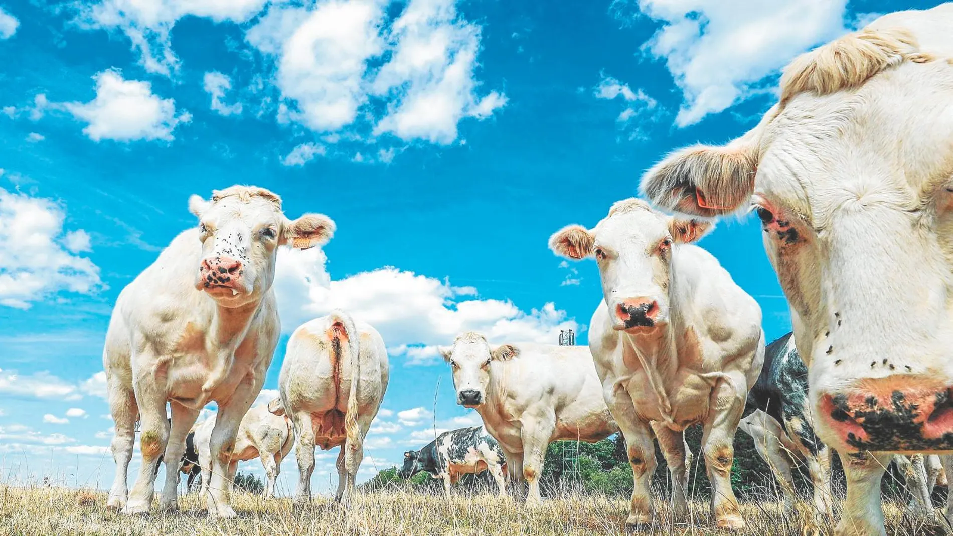 El vacuno es el sector ganadero que más impacto tiene en cuanto a emisiones de metano / Dreamstime