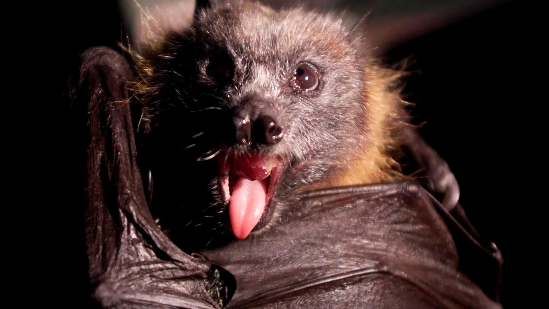 Todos los mamíferos pueden ser portadores del virus de la rabia, aunque es más común en los perros, los mapaches o los murciélagos / Foto: Archivo