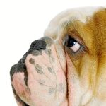 Esta investigación abre la puerta a la esperanza para los bulldogs