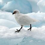 Un ejemplar de paloma antártica