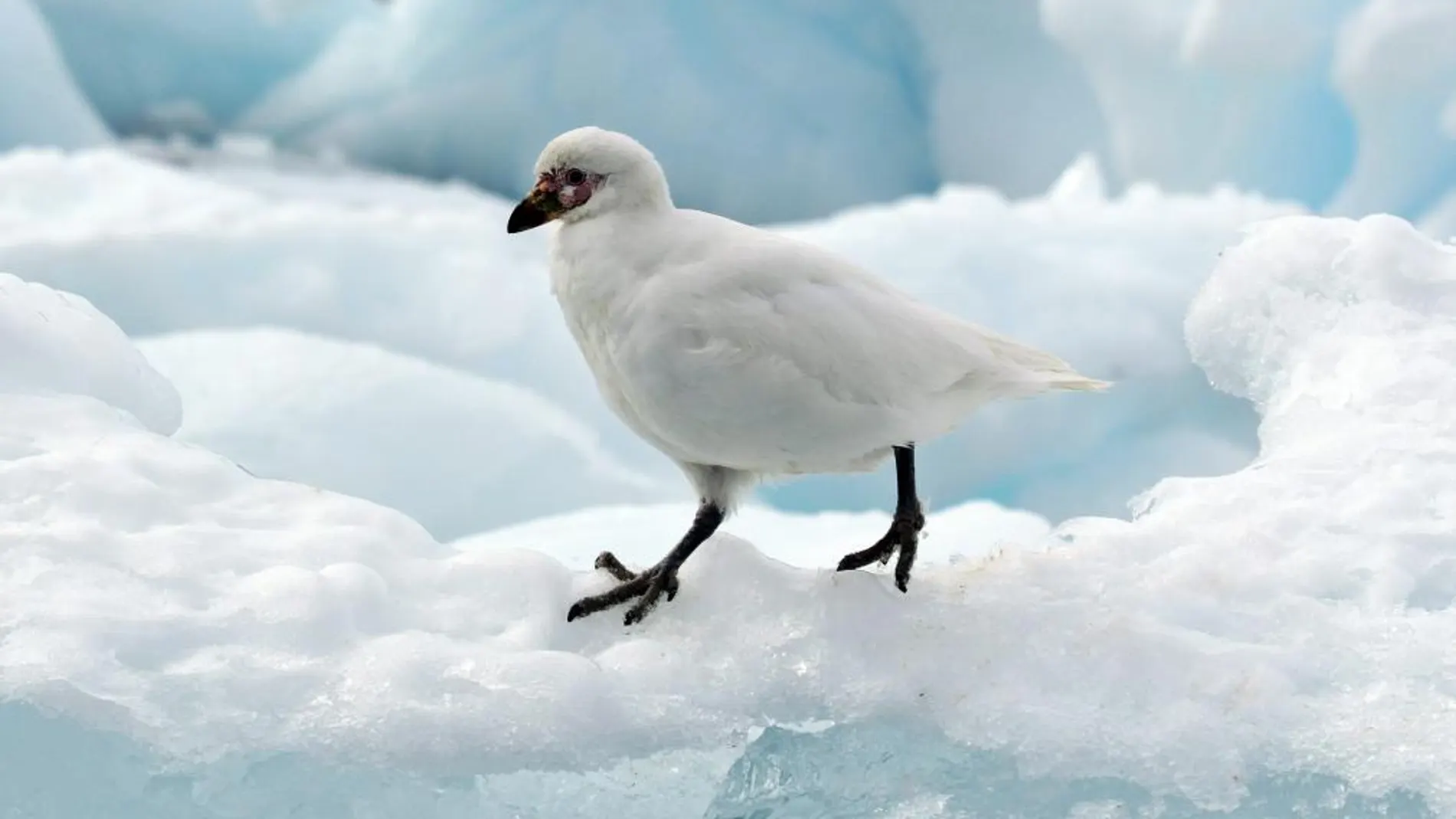 Un ejemplar de paloma antártica