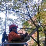 En la Comunitat existen 450.000 hectáreas de cítricos, frutales, olivar y viñedo
