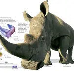 ¿Qué vale más un kilo de coca o un de cuerno de rinoceronte?