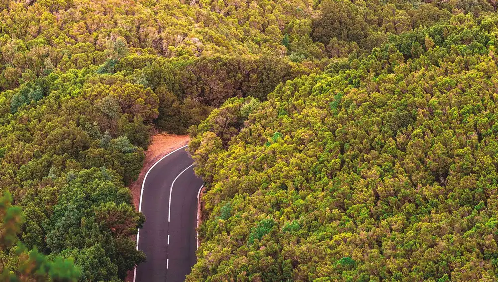 Parque Nacional de Garajonay. La Gomera/Foto: Javier Sánchez Martínez