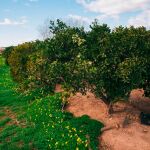 El pequeño agricultor preserva el entorno rural