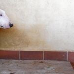 El perro contagiado y sacrificado era un cruce de Pitbull, según la descripción de la Policía Nacional