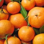 La prohibición del uso del metil clorpirifos pone en riesgo la producción de cítricos por el avance de las plagas importadas