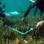 Posidonia dañada en el Mediterráneo / Efe