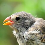 Un ejemplar de pinzón de Darwin