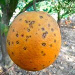 La mancha negra, causada por «Phyllosticta citricarpa», es la principal enfermedad fúngica de los cítricos a nivel mundial