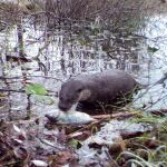 La nutria de Eurasia se prepara para un festín en el canal, captada por las cámaras utilizadas en esta investigación. Foto: UGA