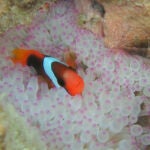 Pez Payaso / ARC CoEfor Coral Reef Studies - Sofia Jain Schlaepfer
