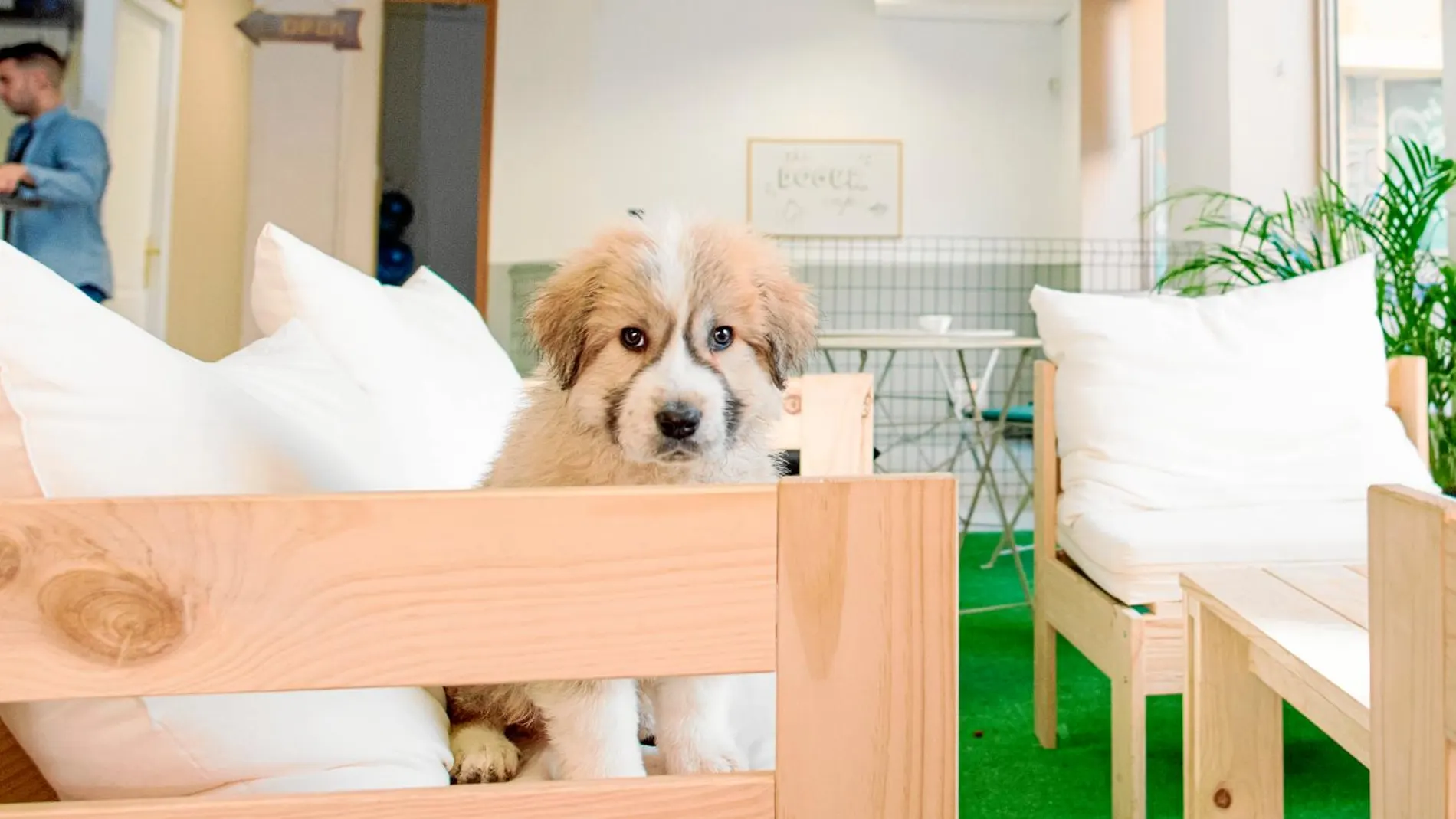 Este café «pet friendly» se encuentra en el barrio madrileño de Vallecas