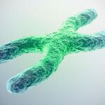 Los telémeros son los extremos cromosomas y su función principal es proteger el material genético que porta el resto del cromosoma