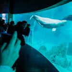 Desde que empezara la concesión del Oceanogràfic con la firma Avanqua, el número de visitantes no ha parado de crecer hasta llegar a más de 1,4 millones de personas