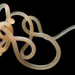 Los nematodos son uno de los organismos más comunes en la Tierra, y muchos son parásitos. Imagen: Hakai Magazine.