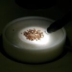 Ejemplares de la mosca de la fruta en un experimento