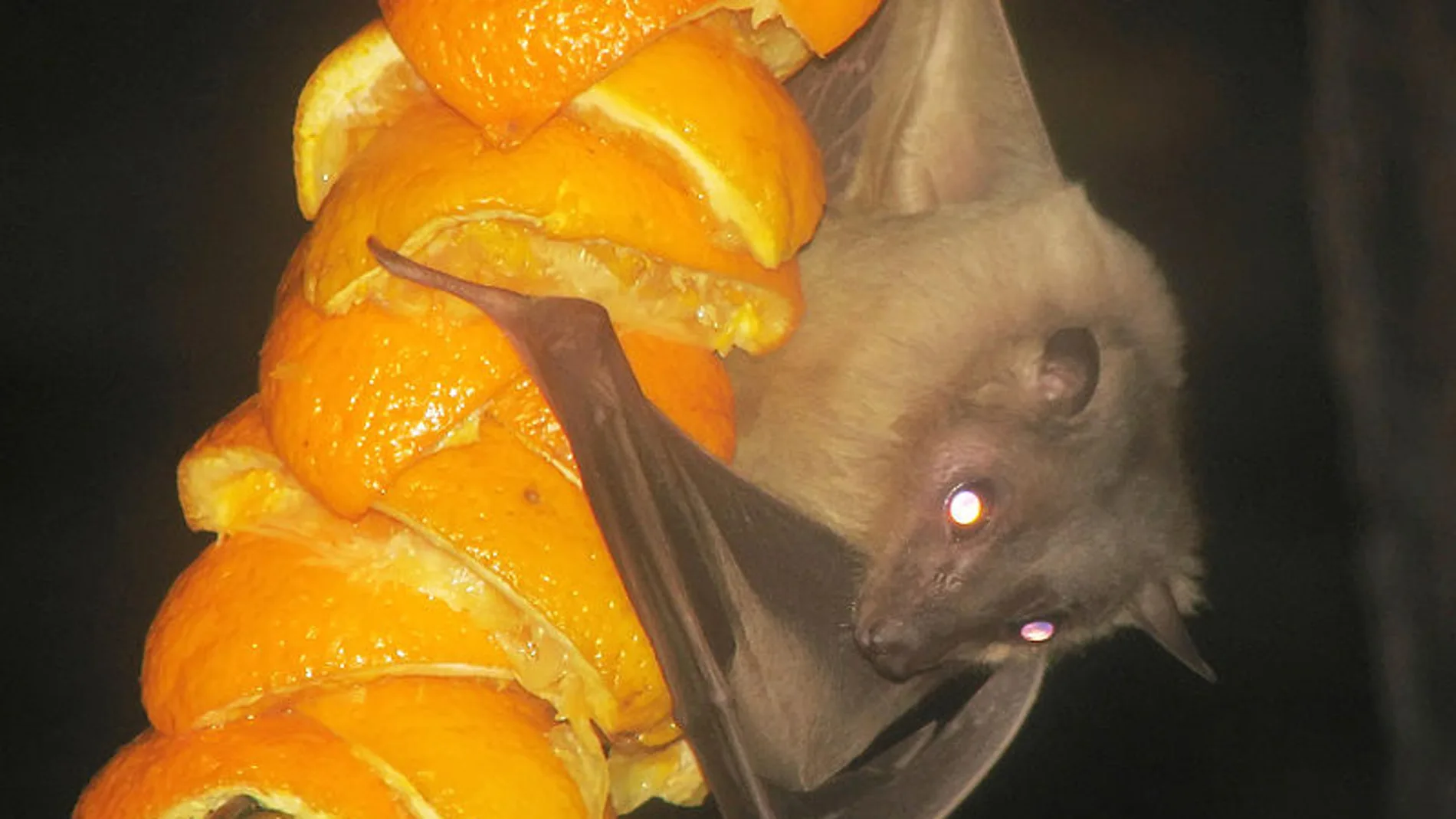 Un ejemplar de murciélago egipcio de la fruta / Wikipedia
