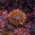 Erizos de mar Cerdeña © DREAMSTIME