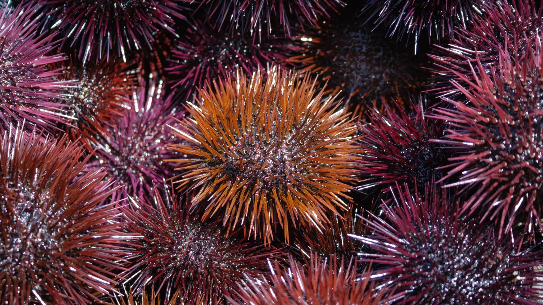 Erizos de mar Cerdeña © DREAMSTIME