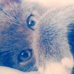Piolín, un gatito que come jamón