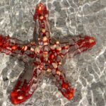 Una estrella de mar en una zona de arrecifes