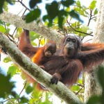 El orangután salvaje es una de las especies de grandes simios con mayor riesgo de desaparición/ HUTAN-KOCP