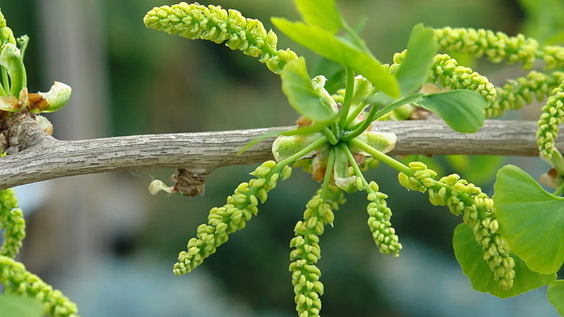 Detalle de una planta de Ginkgo Biloba