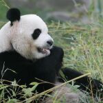 Un oso panda en el zoo de Madrid