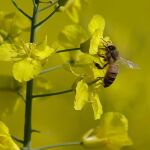 Una abeja, en una imagen de archivo / AP