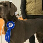 Más de mil perros se hospedarán en Marina d’Or