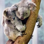 Un koala junto a su cría
