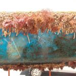 Muestra de comunidades incrustantes en cascos de los barcos, también llamadas fouling. Autor: Aylin Ulman