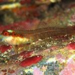 Una nueva especie de pez trambollo, el Hypleurochilus brasil, endémico del archipiélago brasileño de Trinidad y Martín Vaz