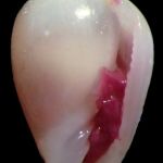 El pequeño caracol marino -una nueva especie para la ciencia del género "Gibberula"- ha sido bautizado como "Metoo"